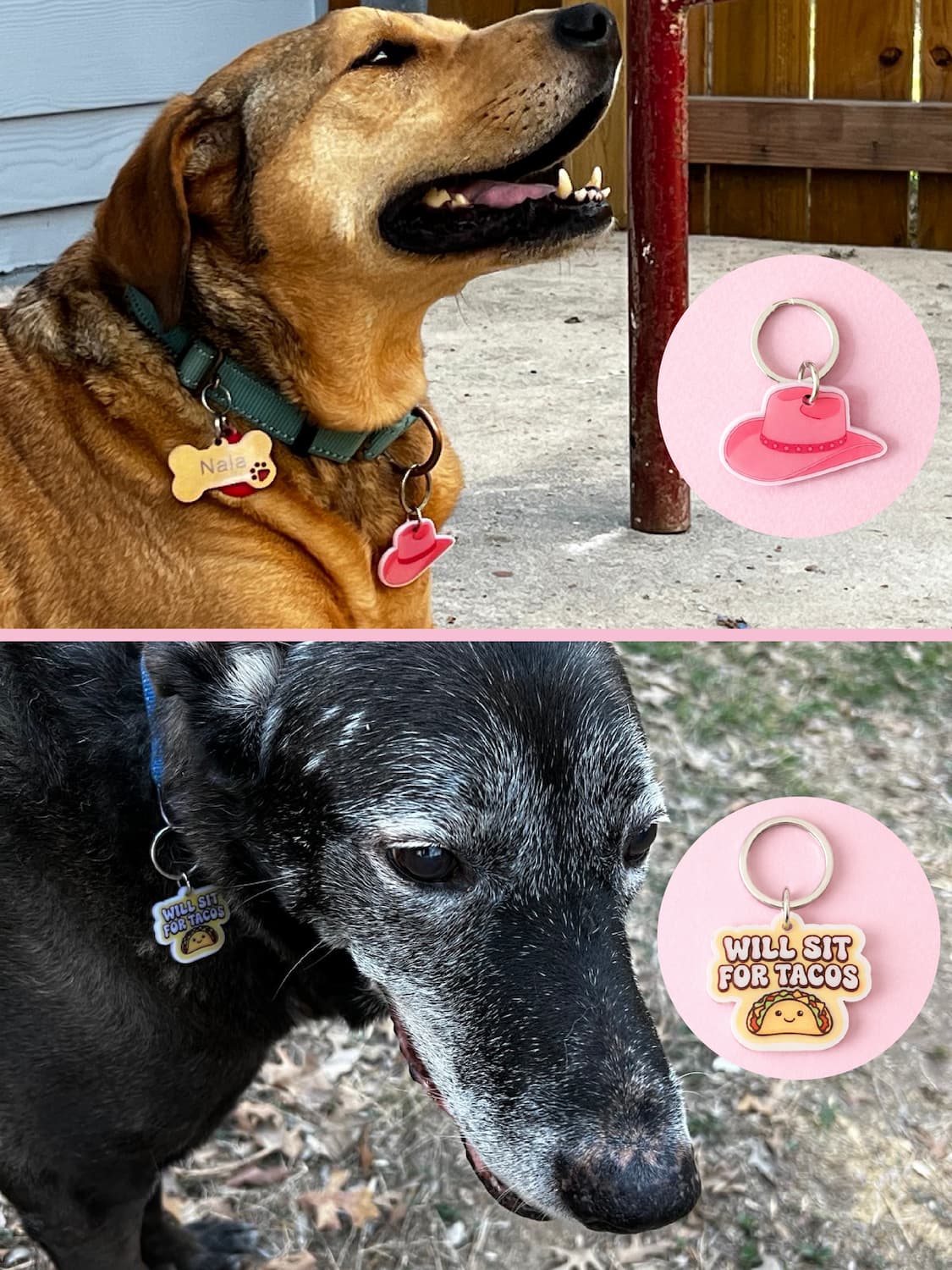 Adopted dogs wearing smart QR pet ID tag — Hola Lulu Pets