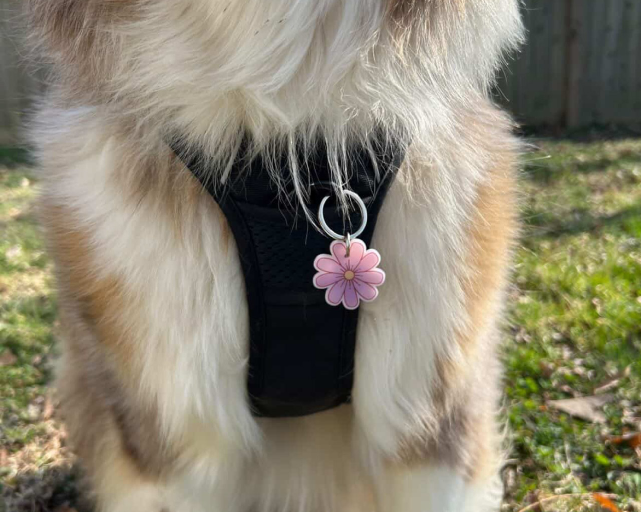 Australian shepherd with Hola Lulu Pets QR tag