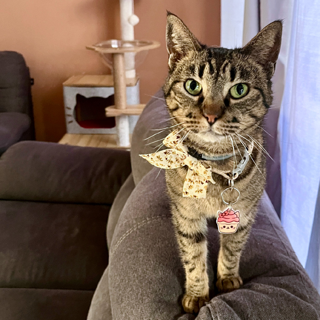 Cute cat wearing smart QR cat ID tag — Hola Lulu Pets