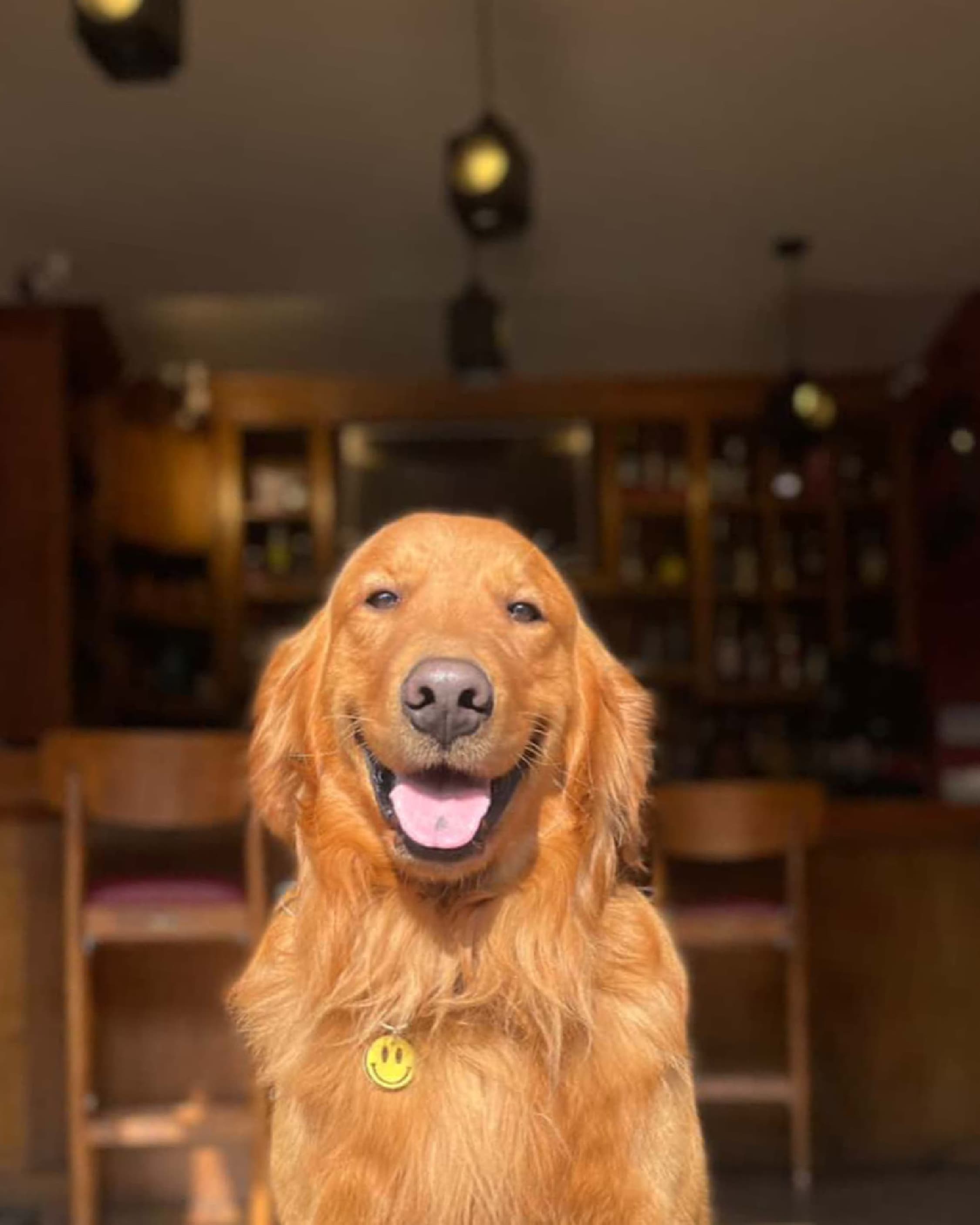 Golden retriever dog wearing smart QR pet ID tag — Hola Lulu Pets